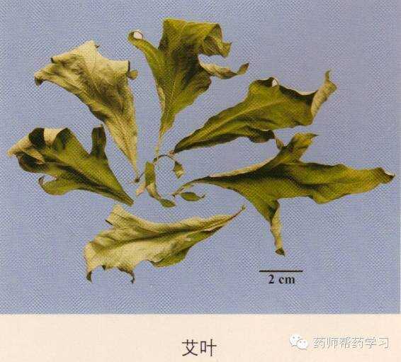 24、温经止血药-艾叶.jpeg